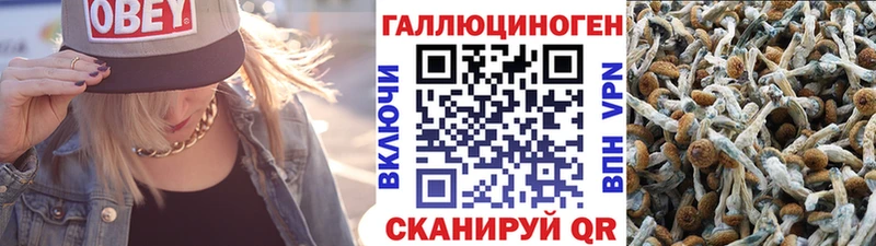 магазин наркотиков Пустошка Псилоцибиновые грибы Psilocybe